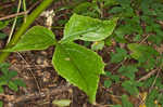 Tall rattlesnakeroot